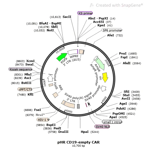 pHR CD19-empty CAR